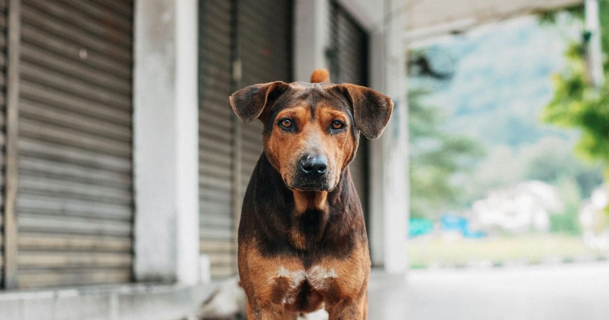Street dog standing in an urban setting.